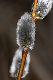 Weide, Schlafanzug, Frühling, Natur, Pflanze, blühen, Nahansicht, Blume, Weichheit, Weidenkätzchen, Verletzlichkeit, Zerbrechlichkeit, keine Leute, blühende Pflanze, Fokus auf den Vordergrund, Schönheit in der Natur, Pflanzenstamm, Löwenzahn, draußen, Wachstum, grau, Tag, Blütenkopf, Weidenbaum, Löwenzahnsamen, 2K, CC0, gemeinfrei, lizenzfrei