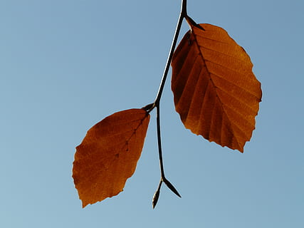 frunze, pereche, Două, ambii, fag, fagus sylvatica, Fagus, Foioase, toamna de aur, aurul octombrie, toamnă, octombrie, pădure, de aur, luminos, soare, iluminare din spate, colorat, culoare, parte a plantelor, natură, culoare portocalie, vena frunzelor, zi, a închide, nici o persoana, cer senin, uscat, Schimbare, plantă, în aer liber, să se concentreze asupra primelor elemente, cer, vedere unghiulară joasă, albastru, maro, frumusețe în natură, starea naturala, fluture - insectă, 2K, CC0, domeniu public, fără drepturi de autor