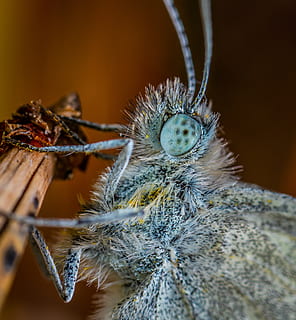 papallona, retrat, lepidòpters, macro, insecte, primer pla, invertebrat, cap gent, temes d'animals, animals a la natura, un animal, fauna animal, animal, naturalesa, enfocament selectiu, centrar-se en primer pla, dia, aranya, aràcnids, artròpode, planta, a l'aire lliure, part del cos dels animals, zoologia, ala dels animals, papallona - insecte, ull d’animals, 4K, CC0, domini públic, lliure de regalies