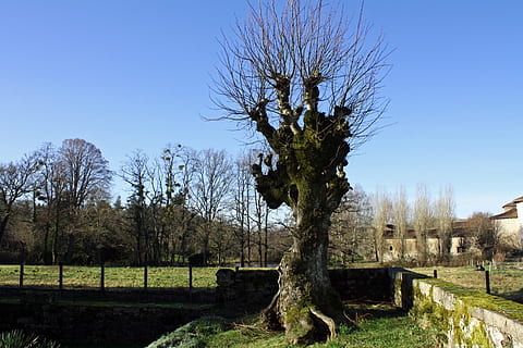Winter Baum, blattloser Baum, knorriger Baum, alter Baum, hässlicher Baum, Baum, organisch, Landwirtschaft, draußen, Umgebung, Kofferraum, Blätter, Geäst, Natur, Pflanze, Himmel, kahler Baum, klarer Himmel, Feld, Tag, keine Leute, Land, Blau, Gras, Landschaft, Ruhe, Schönheit in der Natur, Wachstum, ruhige Szene, Sonnenlicht, 4K, CC0, gemeinfrei, lizenzfrei