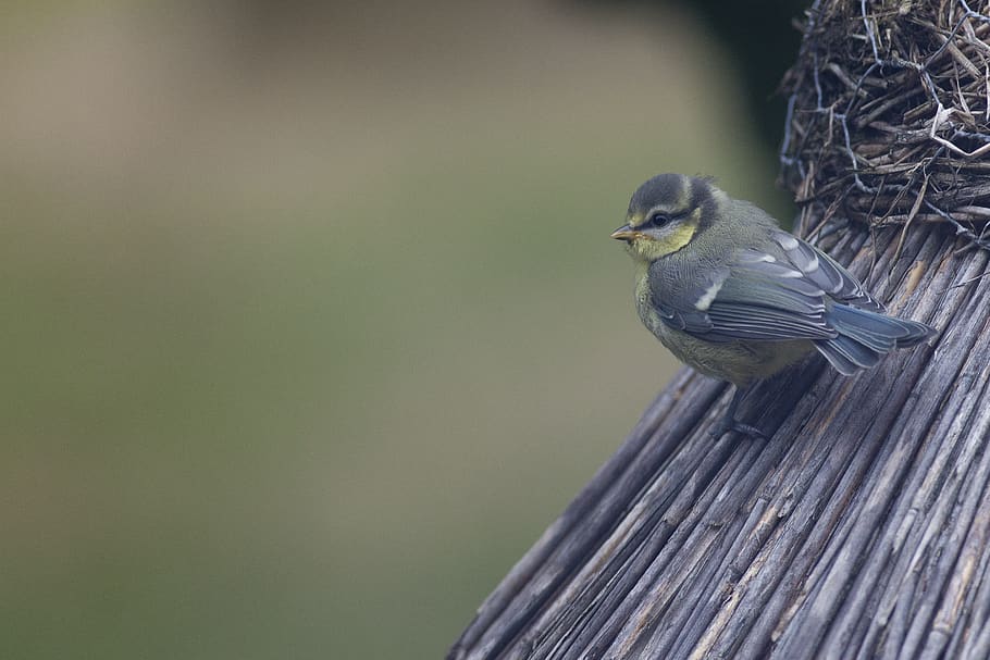 tit, voliéra, pták, zvířat, zvíře, zvířata ve volné přírodě, obratlovců, jednoho zvířete, prohlížení, zaměřit se na popředí, nikdo, dřevo - materiál, den, Příroda, detail, venku, koukal, hledá, krása v přírodě, boční pohled, pěvec, 2K