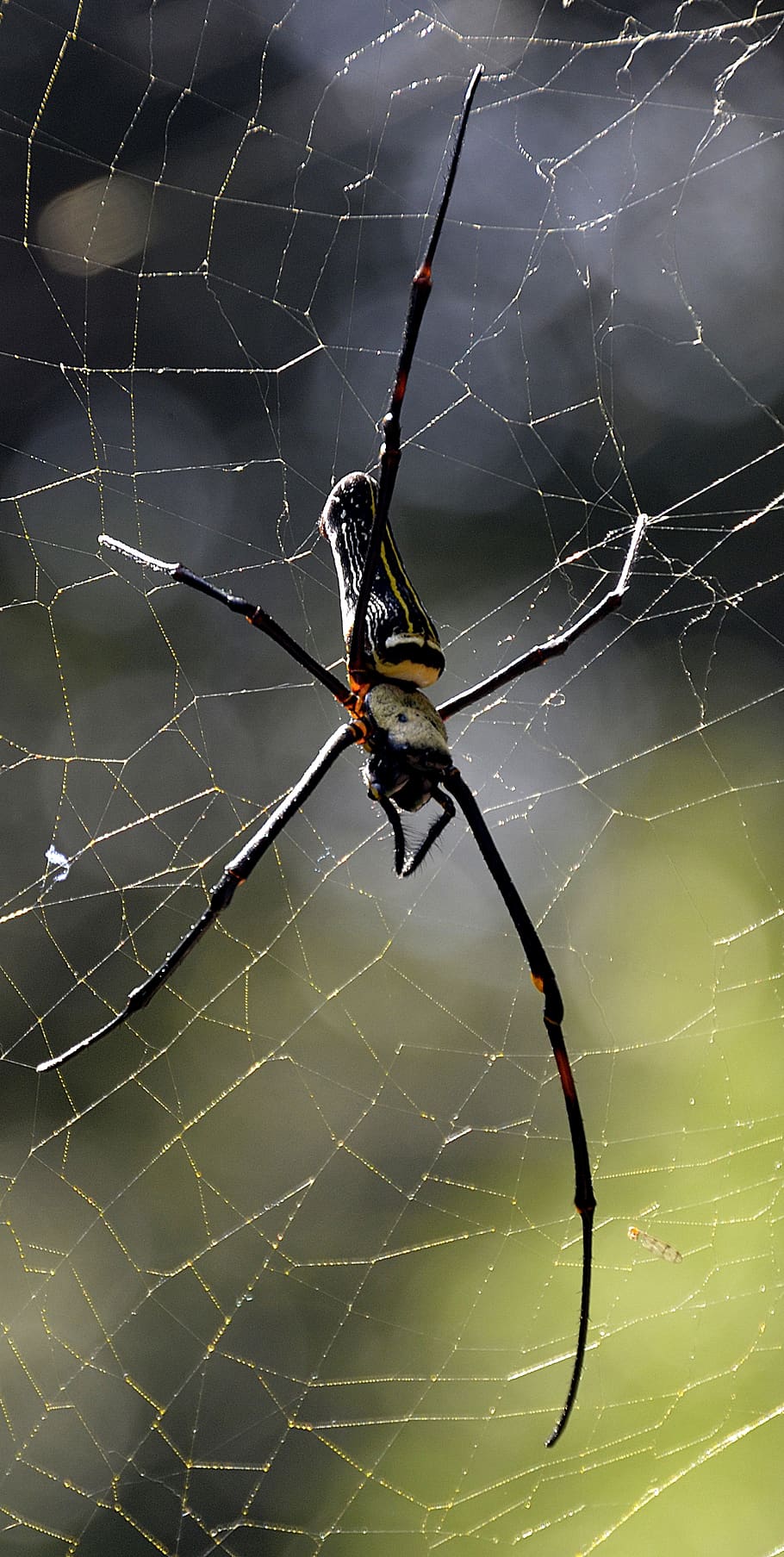 edderkop, web, stor, indien, edderkoppespind, hvirvelløse, dyre temaer, dyr, skrøbelighed, insekt, dyreliv, dyr i naturen, et dyr, tæt på, leddyr, arachnid, fokus på forgrunden, sårbarhed, overlevelse, ingen mennesker, dyr ben, natur, udendørs, kompleksitet, 4K