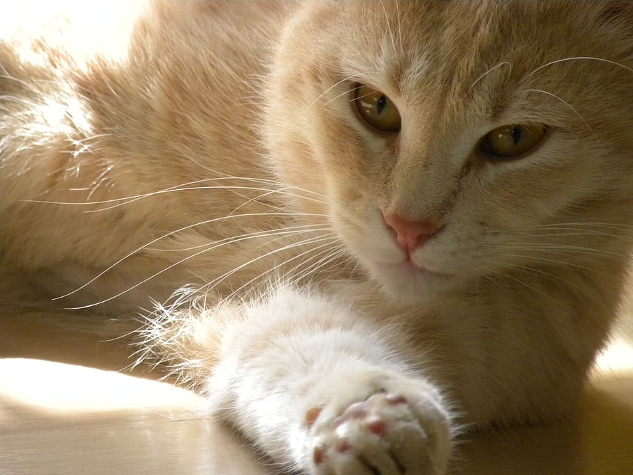 gatto, rubino, felino, gatto domestico, domestico, mammifero, temi animali, animale, animali domestici, un animale, avvicinamento, vertebrato, baffo, nessuno, in casa, ritratto, rilassamento, parte del corpo animale, guardando la fotocamera, testa di animale, gatto rosso, 4K