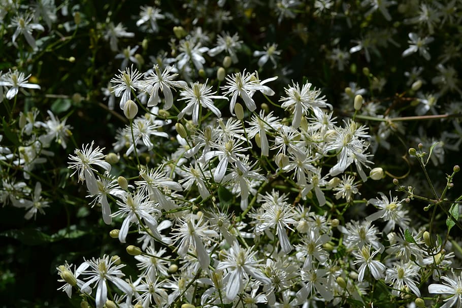 clematis, flors, primavera, flor, planta amb flors, planta, frescor, bellesa a la natura, fragilitat, creixement, vulnerabilitat, Color blanc, pètal, cap de flor, cap gent, centrar-se en primer pla, inflorescència, primer pla, naturalesa, dia, a l'aire lliure, color verd, camp, pol·len, 4K