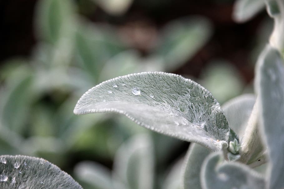 druppelen, blad, zilver, nat, zomer, deel van de plant, fabriek, groei, detailopname, water, natuur, schoonheid in de natuur, geen mensen, laten vallen, koude temperatuur, versheid, winter, dag, ijs-, selectieve aandacht, groene kleur, buitenshuis, dauw, regendruppel, puurheid, 5K