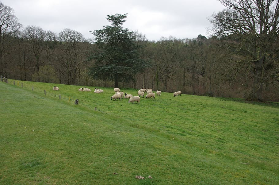 devon, ovelles, Anglaterra, planta, animals domèstics, mascotes, arbre, nacional, herba, mamífer, animal, grup d’animals, bestiar, camp, temes d'animals, terra, vertebrats, color verd, naturalesa, cap gent, gran grup d’animals, paisatge, a l'aire lliure, herbívors, 4K