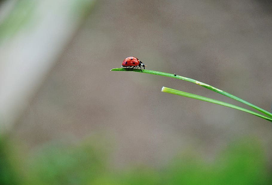 marieta, primavera, marietes, vermell, senyora, error, bonic, errors, insectes, herba, animal, naturalesa, esperança, macro, temes d'animals, fauna animal, un animal, animals a la natura, insecte, invertebrat, planta, centrar-se en primer pla, primer pla, cap gent, escarabat, dia, enfocament selectiu, color verd, tija de la planta, bellesa a la natura, a l'aire lliure, 2K