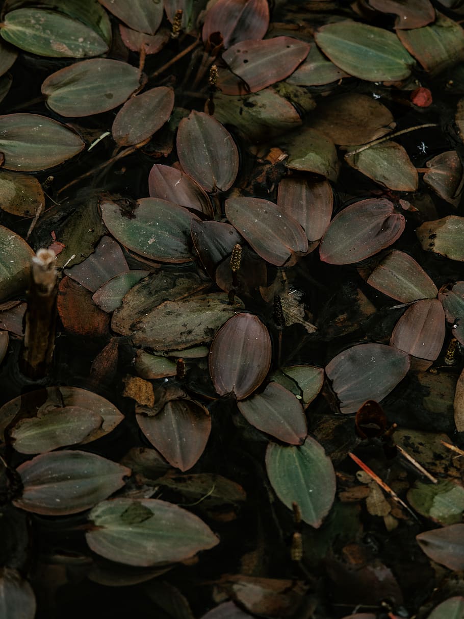 plantes de fulles verdes, planta, menjar, produir, vegetals, nou, gra, llavor, animal, amfibi, vida salvatge, full, flor, gripau, gla, Pecana, granota, fudge, xocolata, postres, part de la planta, primer pla, cap gent, naturalesa, marc complet, dia, creixement, bellesa a la natura, vista d’angle alt, frescor, fons, abundància, a l'aire lliure, color verd, camp, gran grup d'objectes, terra, aigua, fulles, 8K