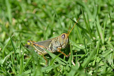 græshoppe, Chapulin, insekt, et dyr, dyr, dyre temaer, grøn farve, dyr i naturen, dyreliv, græs, plante, natur, hvirveldyr, dag, ingen mennesker, vækst, selektiv fokusering, jord, tæt på, Mark, udendørs, skønhed i naturen, hvirvelløse, sommerfugl - insekt, græsblad, 4K, CC0, offentligt domæne, royaltyfrie