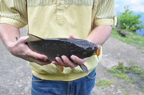 ikan, karper, tangan, menjaga, satu orang, bagian tengah tubuh, memegang, tampak depan, kedudukan, pakaian kasual, hari, makanan, laki-laki, alam, merapatkan, makanan dan minuman, di luar rumah, bagian tubuh manusia, pendudukan, dewasa, peduli, 4K, CC0, domain publik, bebas royalti