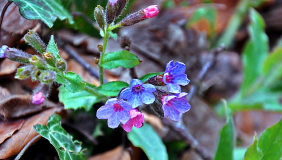 poumon d'herbe, printemps, forêt, plante, croissance, fleur, plante à fleurs, fraîcheur, partie de la plante, feuille, beauté dans la nature, vulnérabilité, fermer, fragilité, la nature, se concentrer sur le premier plan, violet, personne, journée, couleur verte, tête de fleur, pétale, inflorescence, en plein air, 4K, CC0, domaine public, libre de droits