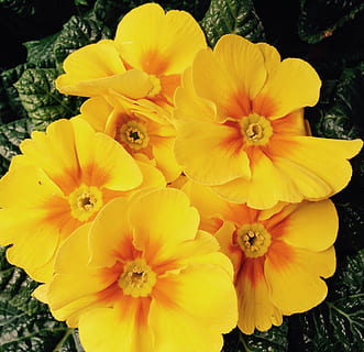 primula, flors, primavera, Pasqua, groc, cowslip, festa, sort, pasatemps, creatiu, amor, gratitud, víctimes, Pentecosta, regal, Dia de les dones, aroma, perfum, substància activa, cosmètics, spa, bellesa, bonic, cel·lular, jardí, parc, relaxació, sorpresa, tee, preparació, planta medicinal, Alemanya, illa, mainau, península, més, llocs d'interès, al sud, color, verd, flor, planta amb flors, pètal, inflorescència, cap de flor, primer pla, fragilitat, vulnerabilitat, planta, frescor, bellesa a la natura, creixement, naturalesa, cap gent, dia, a l'aire lliure, centrar-se en primer pla, parc - l'home va fer espai, 1080P, CC0, domini públic, lliure de regalies