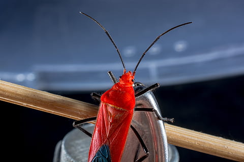 scarafaggio, coleottero rosso, insetto, macro, rosso, avvicinamento, un animale, invertebrato, temi animali, animali allo stato selvatico, fauna selvatica, concentrarsi sulle conoscenze acquisite, nessuno, animale, antenna animale, giorno, natura, legno - materiale, all'aperto, parte del corpo animale, messa a fuoco selettiva, acqua, 5K, CC0, dominio pubblico, privo di copyright