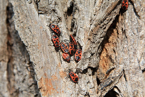 dyr, brand bug, insekt, bark, natur, træ, bille, dyreliv, dyre temaer, dyr i naturen, hvirvelløse, et dyr, træstamme, ingen mennesker, bagagerum, tekstureret, tæt på, dag, udendørs, selektiv fokusering, klippe, rød, sommerfugl - insekt, 4K, CC0, offentligt domæne, royaltyfrie