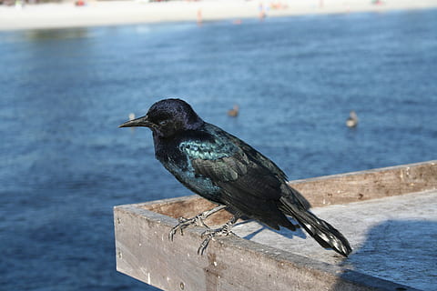 krage, fugl, strand, dyre temaer, dyr, dyreliv, hvirveldyr, dyr i naturen, et dyr, perching, vand, fokus på forgrunden, dag, ingen mennesker, tæt på, natur, træ - materiale, udendørs, sidebillede, hav, rækværk, 2K, CC0, offentligt domæne, royaltyfrie
