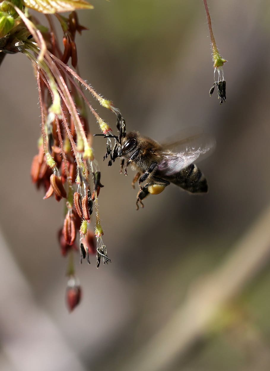 bi, flyvningen, bestøvning, Insecta, natur, forår, dyre temaer, insekt, dyr i naturen, dyr, hvirvelløse, dyreliv, tæt på, plante, skønhed i naturen, et dyr, blomst, skrøbelighed, fokus på forgrunden, ingen mennesker, selektiv fokusering, blomstrende plante, vækst, sårbarhed, udendørs, blomsterhoved, 2K