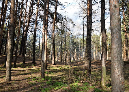 borovice, krajina, kmeny stromů, strom, přistát, les, rostlina, kufr, kmen stromu, klid, krása v přírodě, růst, mimoměstské scény, Příroda, den, nikdo, scenics - příroda, klidné scény, životní prostředí, venku, dálkový, jehličnatého stromu, 2K, CC0, veřejná doména, bez autorských práv