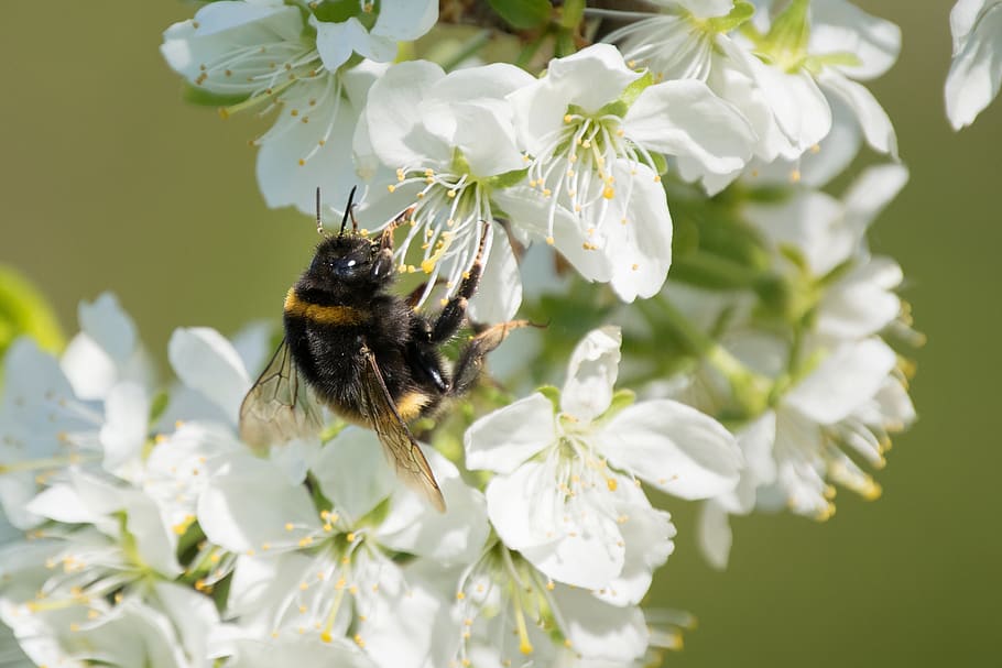 bumblebee, ต้นผลไม้, ฤดูใบไม้ผลิ, แดดจัด, ธีมสัตว์, สัตว์, ไม้ดอก, ดอกไม้, สัตว์หนึ่งตัว, สัตว์ที่ไม่มีกระดูกสันหลัง, สัตว์ป่า, สัตว์ในป่า, แมลง, ผึ้ง, กลีบดอกไม้, ปลูก, ความบอบบาง, ความงามในธรรมชาติ, การเจริญเติบโต, ความอ่อนแอ, หัวดอกไม้, ความสด, ใกล้ชิด, การผสมเกสรดอกไม้, ไม่มีคน, เรณู, 2K