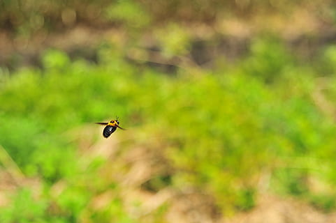 bi, flyve, forår, dyre temaer, et dyr, dyr, hvirvelløse, dyr i naturen, dyreliv, insekt, flyvende, plante, ingen mennesker, selektiv fokusering, dag, natur, Midt i luften, fokus på forgrunden, grøn farve, zoologi, udendørs, skønhed i naturen, fugl, 2K, CC0, offentligt domæne, royaltyfrie