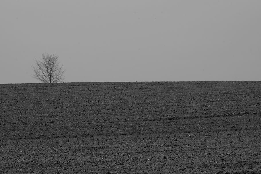 Feld, Baum, Natur, Felder, Erde, Acker-, Landleben, Einsamkeit, leer, Landwirtschaft, Landschaft, gepflügt, landwirtschaftlich, szenisch, leeren, hoffen, endlos, bauer, hof, Anbau, Ernte, Herbst, Frühling, monocrom, Himmel, Land, ruhige Szene, Ruhe, kopieren sie platz, Szenen - Natur, Umgebung, Horizont, kahler Baum, klarer Himmel, Schönheit in der Natur, keine Leute, Horizont über Land, Tag, Pflanze, Nicht-städtische Szene, draußen, trockenes Klima, isoliert, 5K