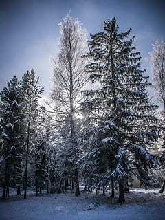 tramonto, controluce, natura, alberi, albero, pianta, la neve, temperatura fredda, inverno, bellezza nella natura, terra, cielo, scena tranquilla, la tranquillità, nessuno, crescita, scenics - natura, campo, giorno, scena non urbana, copertura, foresta, all'aperto, 5K, CC0, dominio pubblico, privo di copyright