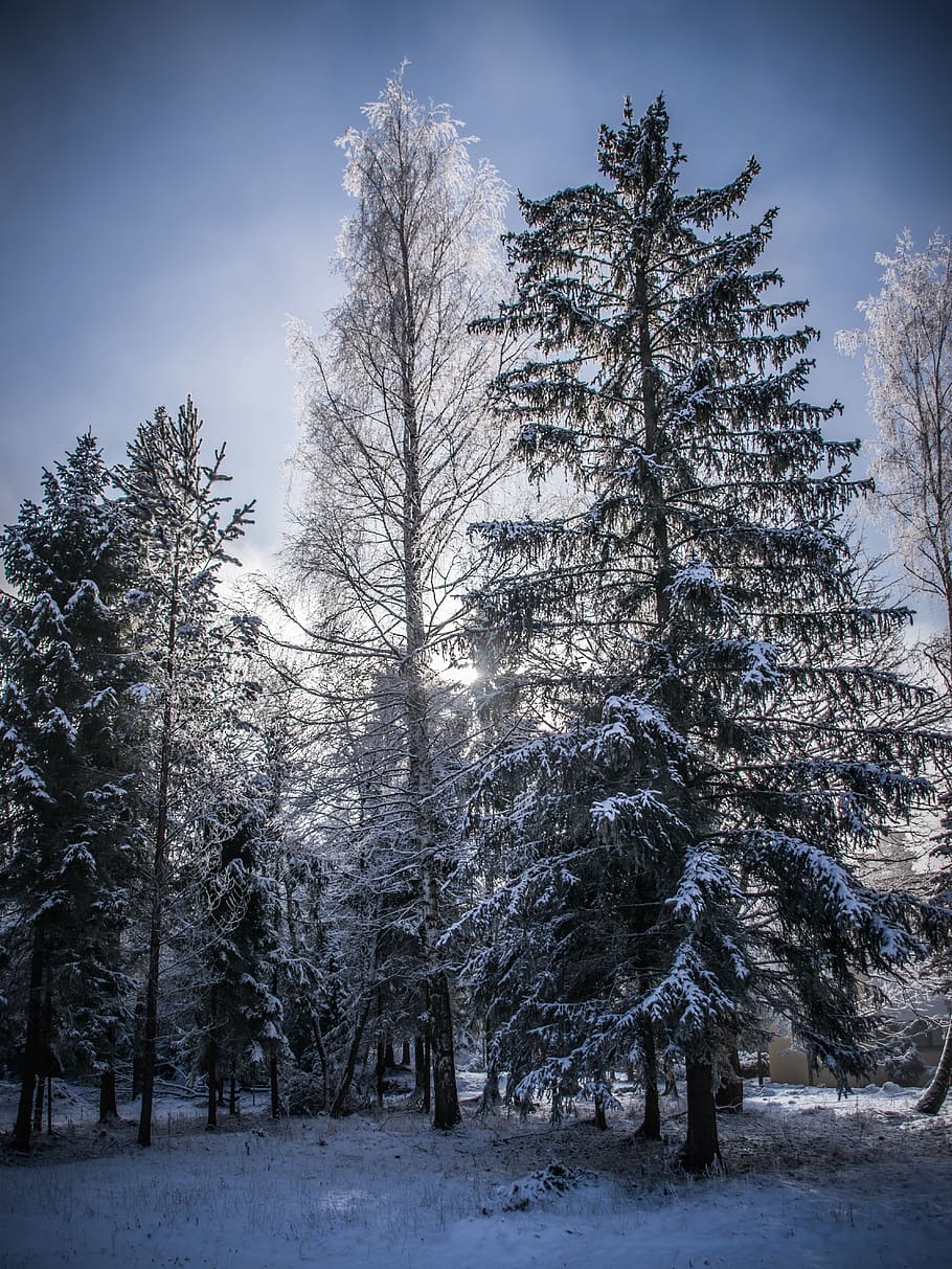 tramonto, controluce, natura, alberi, albero, pianta, la neve, temperatura fredda, inverno, bellezza nella natura, terra, cielo, scena tranquilla, la tranquillità, nessuno, crescita, scenics - natura, campo, giorno, scena non urbana, copertura, foresta, all'aperto, 5K