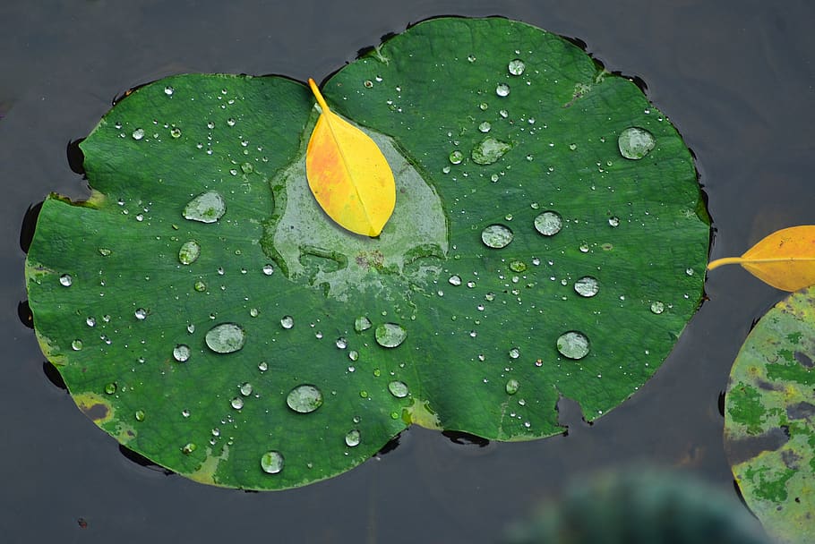 lotusblad, pool, sø, våd, vand, dråbe, blad, plante del, skønhed i naturen, plante, natur, tæt på, grøn farve, friskhed, vækst, blomst, ingen mennesker, sårbarhed, skrøbelighed, dag, udendørs, regn, regndråbe, flyder på vandet, blade, blomsterhoved, dug, renhed, 4K