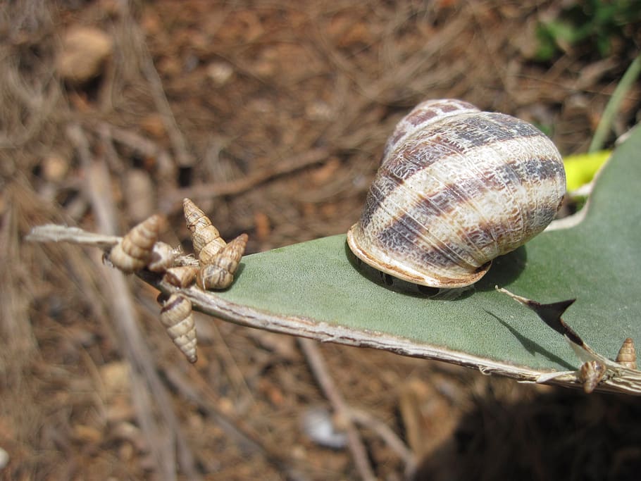 cargol, gran, petit, full, lentament, diferència, gatejar, amagat, protegit, solitari, sol, sec, fauna animal, animal, temes d'animals, invertebrat, mol·lusc, shell, animals a la natura, closca d’animals, gasteròpode, un animal, primer pla, naturalesa, dia, cap gent, enfocament selectiu, avorriment, part del cos dels animals, a l'aire lliure, 2K