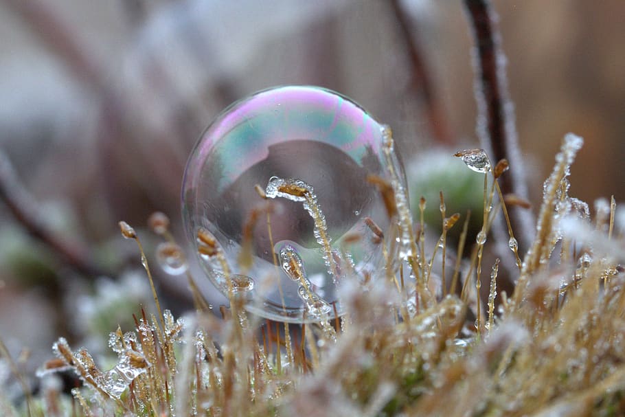 bombolla de sabó, patró, estructura, congelat, fred, ze, enfocament selectiu, primer pla, bombolla, naturalesa, planta, fragilitat, bellesa a la natura, sabó sud, vulnerabilitat, dia, cap gent, creixement, macro, a l'aire lliure, esfera, transparent, primavera, herba, arbre, 2K