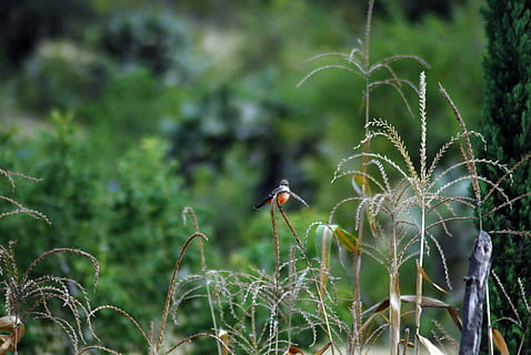 Ave., Feld, Insekt, Tier, Tierthemen, Tierwelt, Tiere in freier Wildbahn, Pflanze, Vogel, Wirbeltier, ein Tier, Wachstum, fliegend, Natur, keine Leute, Tag, grüne Farbe, wirbellos, Schönheit in der Natur, Baum, selektiver Fokus, draußen, 4K, CC0, gemeinfrei, lizenzfrei