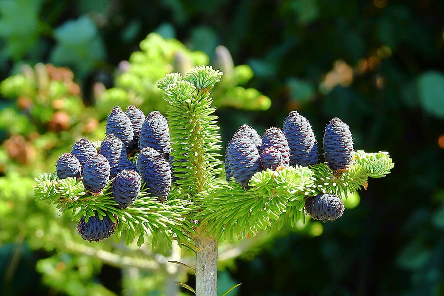 Zapfen, Baum, Nadelholz, Pflanze, Blume, Nahansicht, Natur, blühende Pflanze, Wachstum, Schönheit in der Natur, keine Leute, Fokus auf den Vordergrund, Tag, Frische, grüne Farbe, Essen und Trinken, Pflanzenteil, Lebensmittel, draußen, Sonnenlicht, Blatt, lila, Land, Blütenkopf, 4K