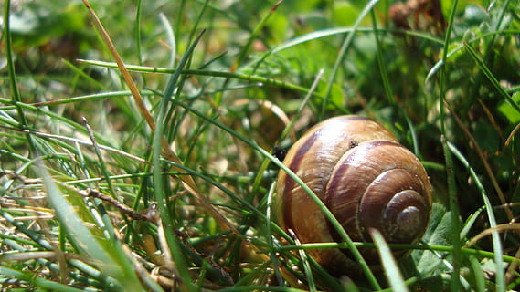 Schnecke, Schale, Spiralmuster, Gras, Tierwelt, Gastropode, Weichtier, Tier, Pflanze, Tierthemen, Nahansicht, Tierhülle, wirbellos, Natur, ein Tier, grüne Farbe, Tiere in freier Wildbahn, Tag, keine Leute, Land, Feld, draußen, kriechen, 2K, CC0, gemeinfrei, lizenzfrei