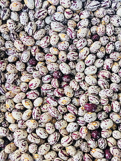 bönor, rosa, vit, Kodifierad version av fjäderfäkött, full ram, bakgrunder, friskhet, detaljhandeln, mat, mat och dryck, välbefinnande, marknadsföra, stor grupp av objekt, till salu, inget folk, äta nyttigt, överflöd, fortfarande liv, dag, högvinkelvy, marknadsstånd, direkt ovanför, närbild, vegetabiliska, utomhus, detaljhandeln display, lila, 4K, CC0, offentligt domän, royaltyfria