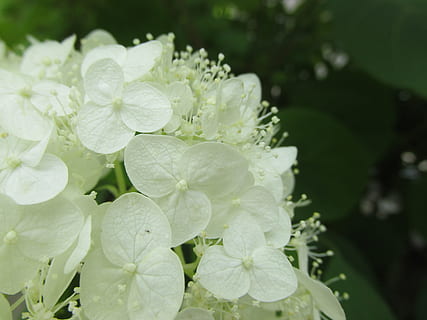 hortensia, witbloeiende, loof, árnyéki, bloeiende plant, bloem, schoonheid in de natuur, fabriek, kwetsbaarheid, groei, breekbaarheid, bloemblad, detailopname, versheid, bloeiwijze, laten vallen, nat, bloemhoofd, water, natuur, focus op de voorgrond, witte kleur, geen mensen, buitenshuis, lente, regen, dauw, puurheid, Bos bloemen, regendruppel, lila, 4K, CC0, publiek domein, royaltyvrij