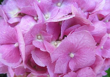 flower, hydrangea, purple, rain, pink color, plant, flowering plant, beauty in nature, fragility, freshness, petal, vulnerability, close-up, inflorescence, full frame, flower head, growth, backgrounds, nature, no people, day, outdoors, blossom, springtime, pollen, bunch of flowers, softness, dew, 4K, CC0, public domain, royalty free