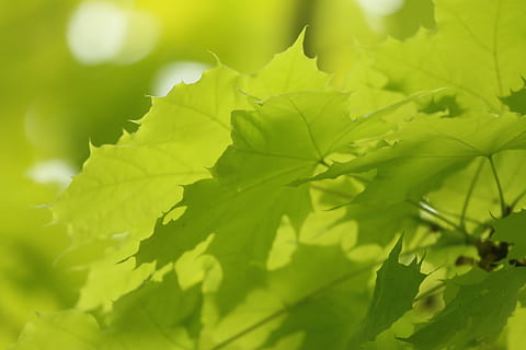 vår, vancouver, Canada, plante del, blad, grønn farge, anlegg, vekst, nærbilde, natur, selektiv fokusering, skjønnhet i naturen, dag, ingen folk, sollys, utendørs, blader, friskhet, tre, ro, bladvein, fokusere på forgrunnen, makro, 5K, CC0, offentlig domene, opphavsrett gratis