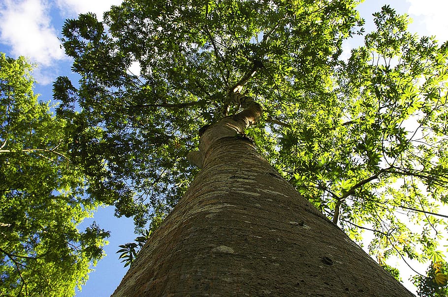 gegant de l'arbre, registre, fullatge, arbre, planta, vista d’angle baix, tronc de l'arbre, tronc, naturalesa, creixement, color verd, cel, dia, branca, tranquil·litat, bellesa a la natura, bosc, a l'aire lliure, terra, directament a sota, alta - alta, cap gent, copa de l'arbre, escorça, 2K