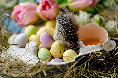 Feliç Pasqua, Pasqua, ous de Pasqua, ou de Pasqua, ou, posar ous, ous de xocolata, ou colorit, menjar, menjar i beguda, cap gent, celebració, enfocament selectiu, frescor, primer pla, festa, planta, animal, multicolor, vacances - esdeveniment, variació, elecció, naturalesa, primavera, 5K, CC0, domini públic, lliure de regalies