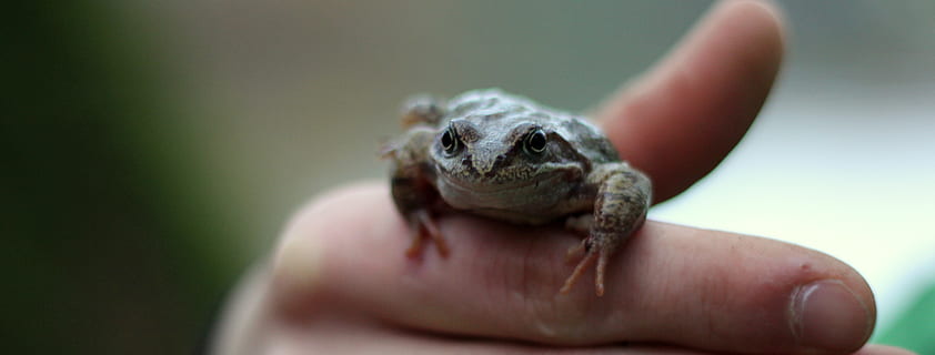 żaba, ropucha, jedno zwierzę, ludzka ręka, część ludzkiego ciała, dłoń, zwierzęca przyroda, zbliżenie, jedna osoba, część ciała, skupić się na pierwszym planie, młode zwierzę, trzymać, gad, dzień, selektywne skupienie, zwierzęta domowe, gekon, wewnątrz, palec, opieka, ludzka kończyna, mały, 4K, CC0, domena publiczna, darmowe zdjęcia