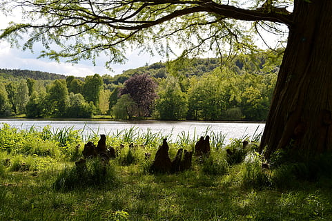 parc gratar, arbre, Turingia Alemanya, planta, creixement, bellesa a la natura, tranquil·litat, color verd, naturalesa, escena tranquil·la, terra, escenics - natura, herba, aigua, dia, cap gent, llac, bosc, escena no urbana, a l'aire lliure, cel, 5K, CC0, domini públic, lliure de regalies