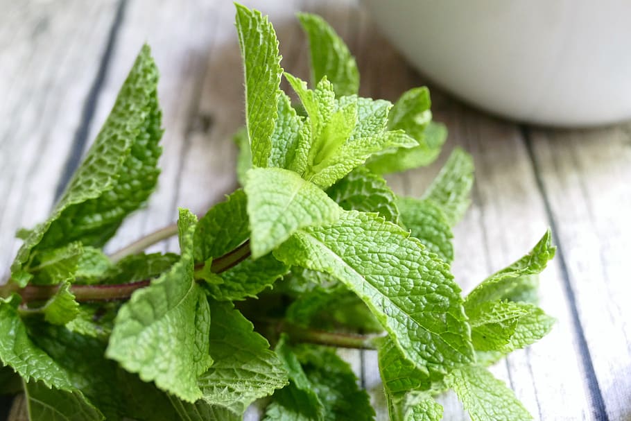 menta, herbes, verd, full, menjar i beguda, part de la planta, menjar, herba, benestar, alimentació saludable, color verd, frescor, primer pla, fulla de menta - culinària, cap gent, a l'interior, tir de l'estudi, vegetals, planta, naturalesa, enfocament selectiu, condiment, orgànic, 5K