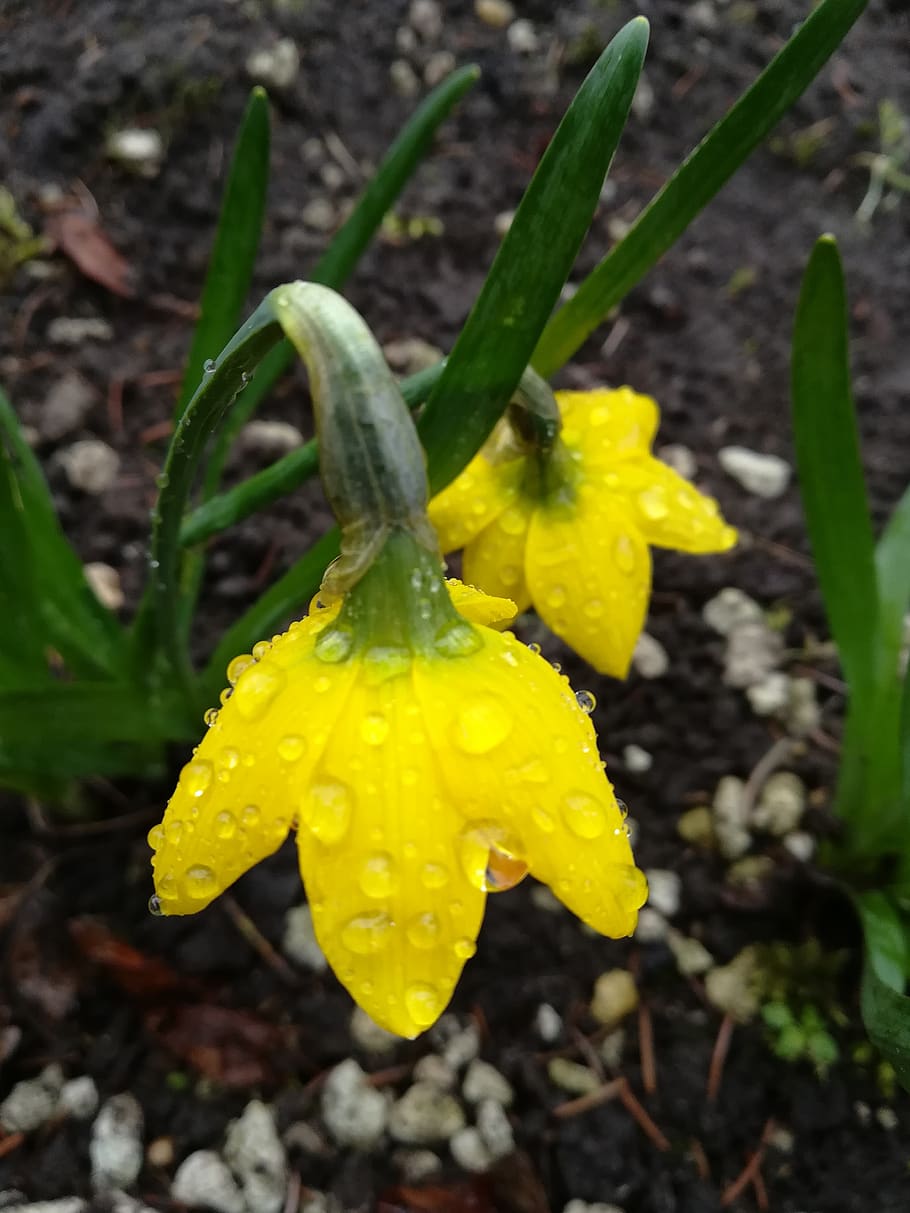 floare, zarnacadea, galben, primăvară, planta cu flori, frumusețe în natură, creştere, a închide, prospeţime, plantă, vulnerabilitate, fragilitate, natură, petală, cap de floare, inflorescenţă, zi, umed, cădere brusca, teren, nici o persoana, apă, în aer liber, ploaie, rouă, puritate, picătură de ploaie, 4K