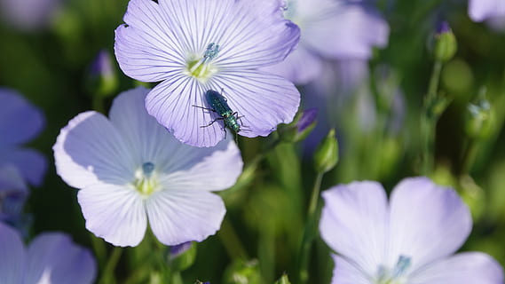 Fleur-de-Lin, Frühling, blühende Pflanze, Blume, Pflanze, Frische, Zerbrechlichkeit, Verletzlichkeit, Schönheit in der Natur, Blütenblatt, Wachstum, Nahansicht, Blütenkopf, Blütenstand, lila, Natur, selektiver Fokus, keine Leute, weiße Farbe, Fokus auf den Vordergrund, Tag, draußen, Weichheit, 5K, CC0, gemeinfrei, lizenzfrei