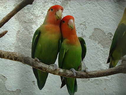 fauna, inseparable, ocell, vertebrats, grup d’animals, fauna animal, temes d'animals, animal, animals a la natura, posat, dos animals, lloro, branca, dia, cap gent, color verd, arbre, planta, naturalesa, a l'aire lliure, centrar-se en primer pla, funció de construcció de parets, 2K, CC0, domini públic, lliure de regalies