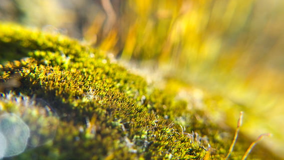 Moos, Makro, Licht, Hintergrundbeleuchtung, Hintergrund, verwischen, Detail, Teppich, n / a, Natur, Grün, Pflanze, natürlich, Textur, Umgebung, frisch, Wachstum, draussen, Frühling, Sommer-, Gelb, Oberfläche, wachsen, organisch, grüne Farbe, selektiver Fokus, Schönheit in der Natur, Nahansicht, keine Leute, Gras, Baum, Tag, Landschaft, Land, Pflanzenteil, draußen, Herbst, Blatt, Sonnenlicht, 2K, CC0, gemeinfrei, lizenzfrei