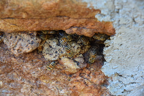 api, paret, pedra, animals a la natura, animal, primer pla, temes d'animals, fauna animal, invertebrat, cap gent, insecte, naturalesa, textura, un animal, dia, a l'aire lliure, tronc de l'arbre, tronc, enfocament selectiu, vertebrats, camuflatge, aspre, 5K, CC0, domini públic, lliure de regalies