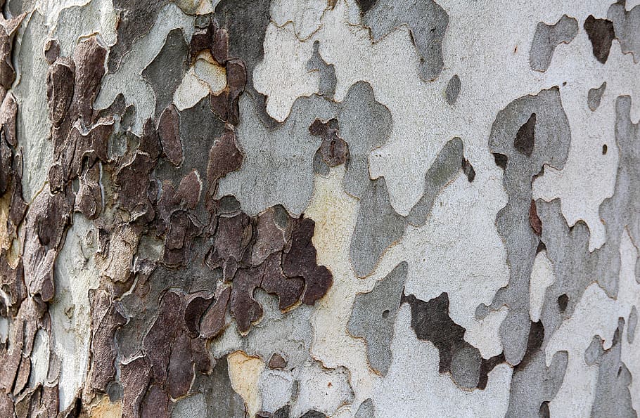 arbre, aspre, patró, escriptori, teixit, resum, fusta, marc complet, fons, textura, primer pla, dia, cap gent, tronc de l'arbre, tronc, funció de construcció de parets, resistent, vell, a l'aire lliure, aixafar, escorça de la planta, paret, espatllat, arquitectura, 4K