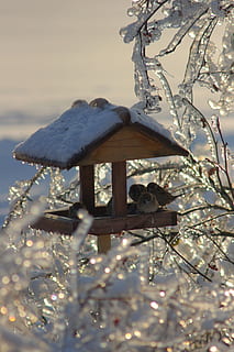 Winter, Eis, Schnee, Feeder, Baum, keine Leute, kalte Temperatur, Natur, hängend, Nahansicht, Lichtanlage, Himmel, gefroren, Fokus auf den Vordergrund, Pflanze, draußen, Tag, Vogelhaus, Vogel, Dekoration, Holz - Material, Eiszapfen, 1080P, CC0, gemeinfrei, lizenzfrei