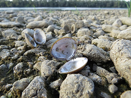 nature, shell, river, seashore, shellfish, solid, beach, no people, rock, day, land, rock - object, animal shell, stone - object, close-up, textured, seashell, stone, outdoors, animal wildlife, water, shape, selective focus, pebble, surface level, marine, 4K, CC0, public domain, royalty free