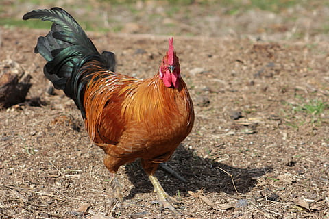 ayam jantan, ayam merah, jarak, ayam - burung, burung, binatang lokal, ternak, ayam, hewan peliharaan, lokal, tema binatang, hewan, mamalia, bidang, tanah, bertulang belakang, hewan jantan, satu binatang, alam, hari, ayam bujang, fokus pada latar depan, di luar rumah, tidak ada orang, 5K, CC0, domain publik, bebas royalti